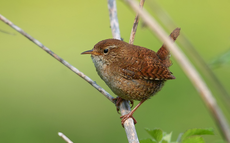 Eurasian Wren