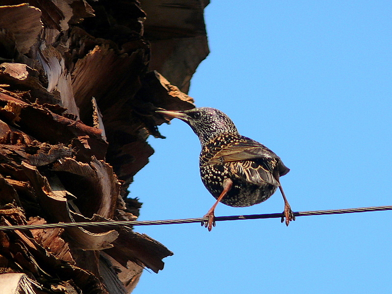 Common Starling