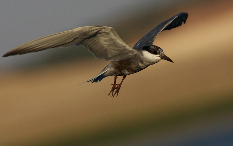Whiskered Tern