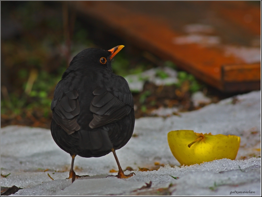 Common Blackbird