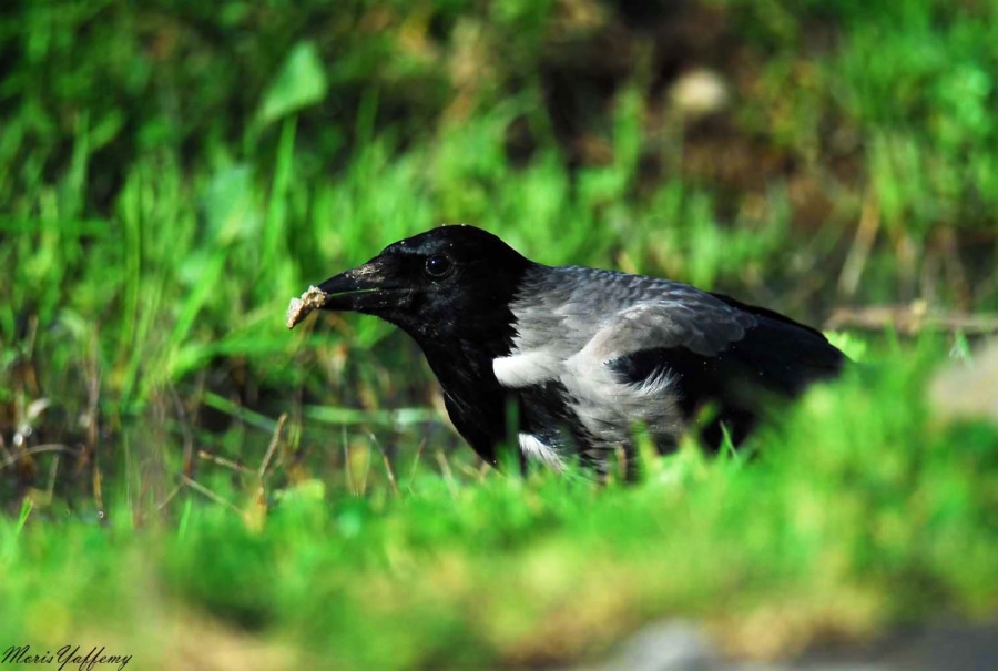 Hooded Crow