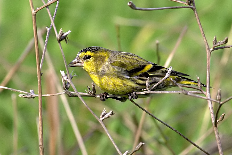 Eurasian Siskin