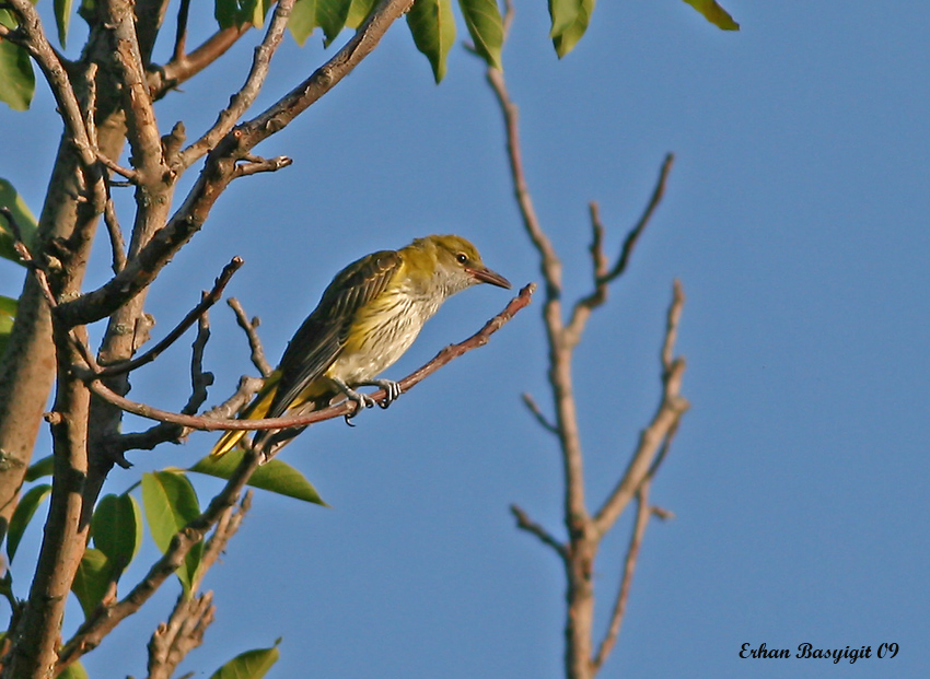 Eurasian Golden Oriole