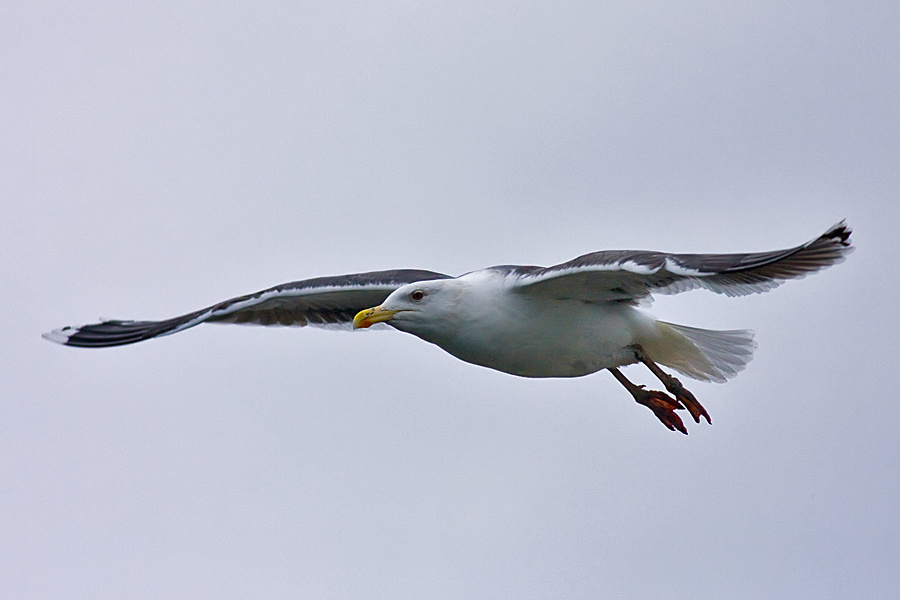 Great Black-backed Gull
