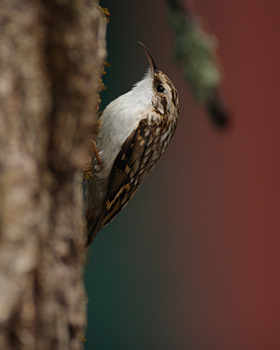 Eurasian Treecreeper