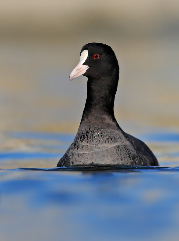Eurasian Coot
