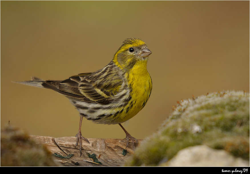 European Serin