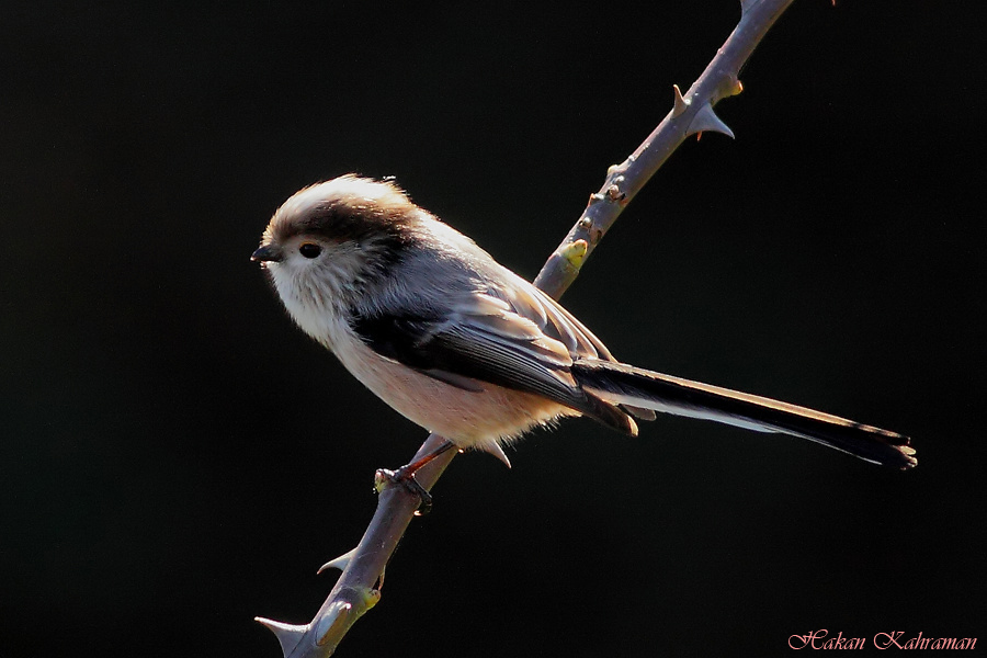 Long-tailed Tit