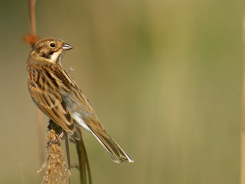 Common Reed Bunting