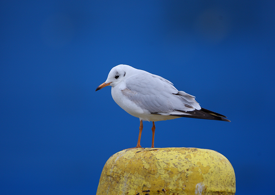 Black-headed Gull