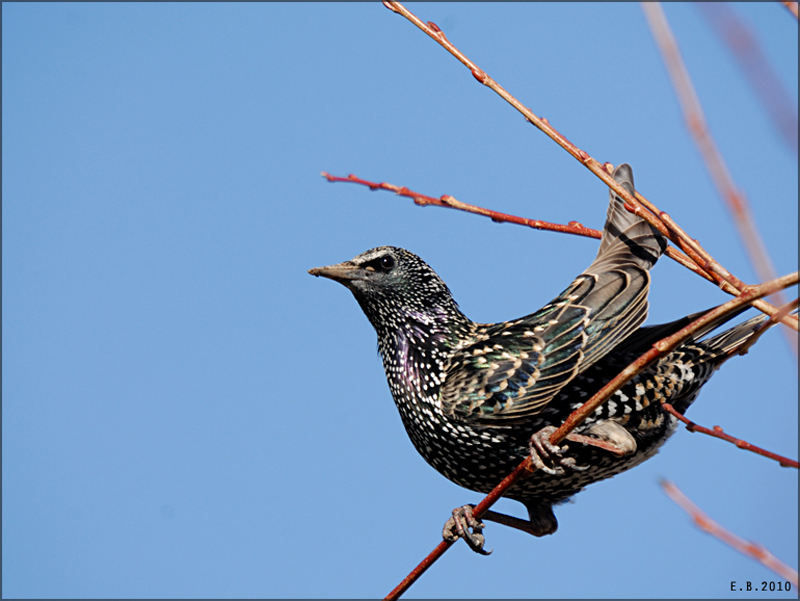 Common Starling
