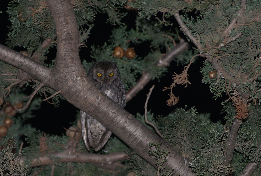 Eurasian Scops Owl
