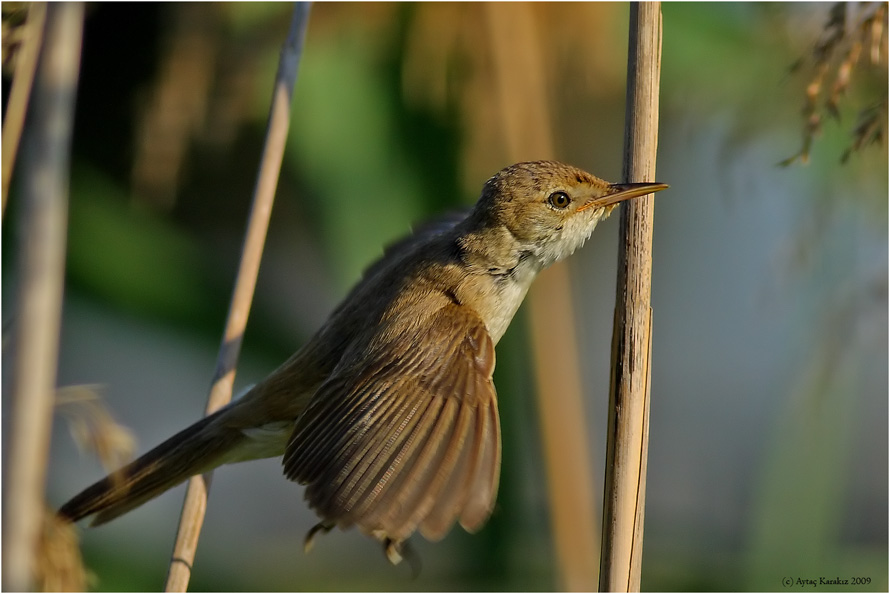 Common Reed Warbler