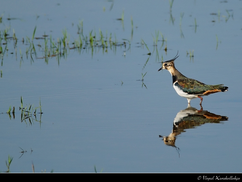 Northern Lapwing
