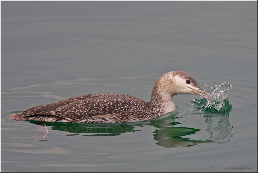 Red-throated Loon