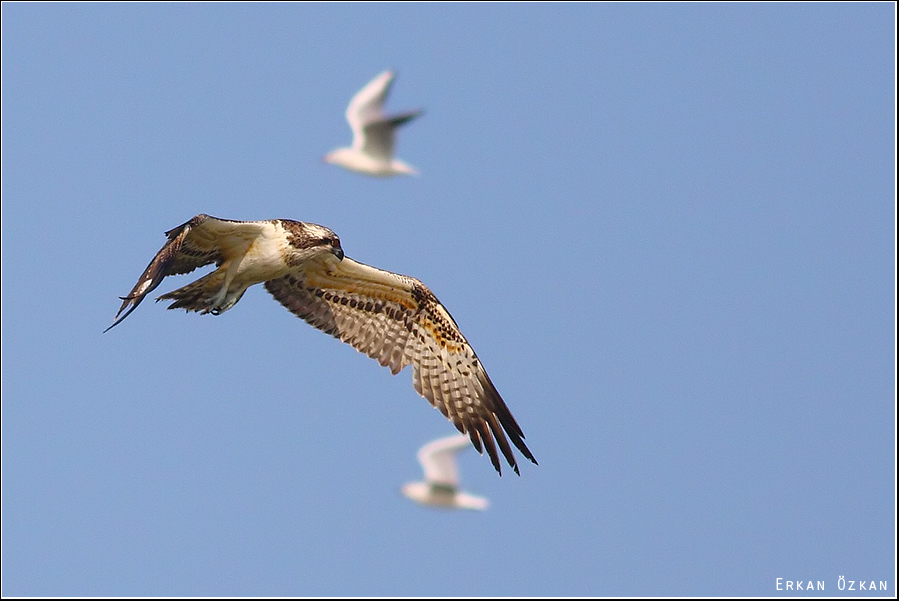 Osprey