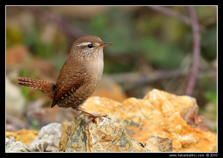 Eurasian Wren