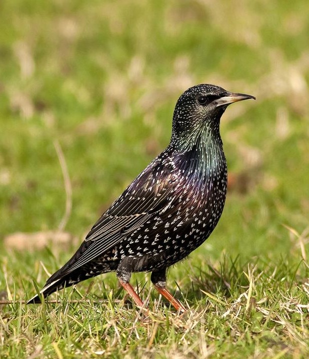 Common Starling