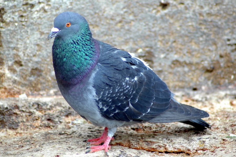 Rock Dove