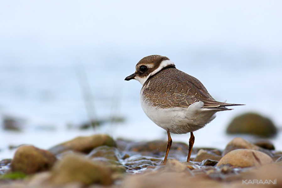 Common Ringed Plover