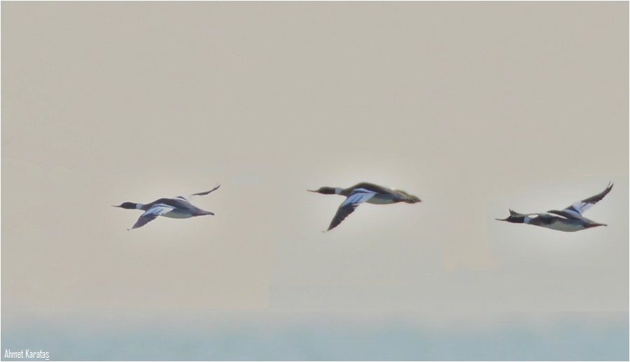 Red-breasted Merganser