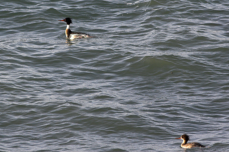Red-breasted Merganser