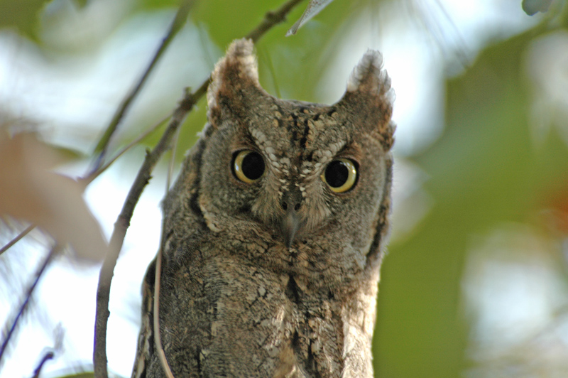 Eurasian Scops Owl