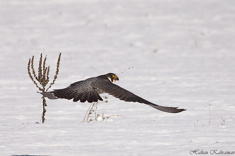 Peregrine Falcon