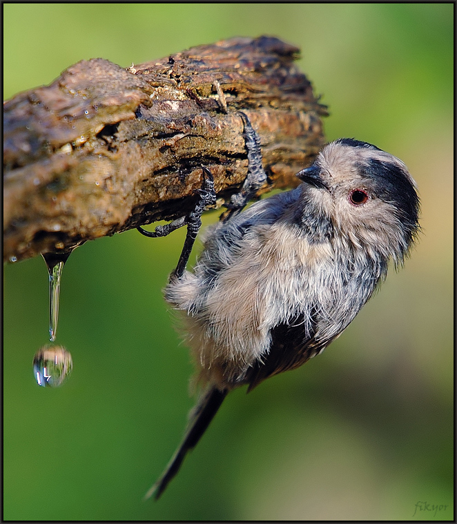 Long-tailed Tit