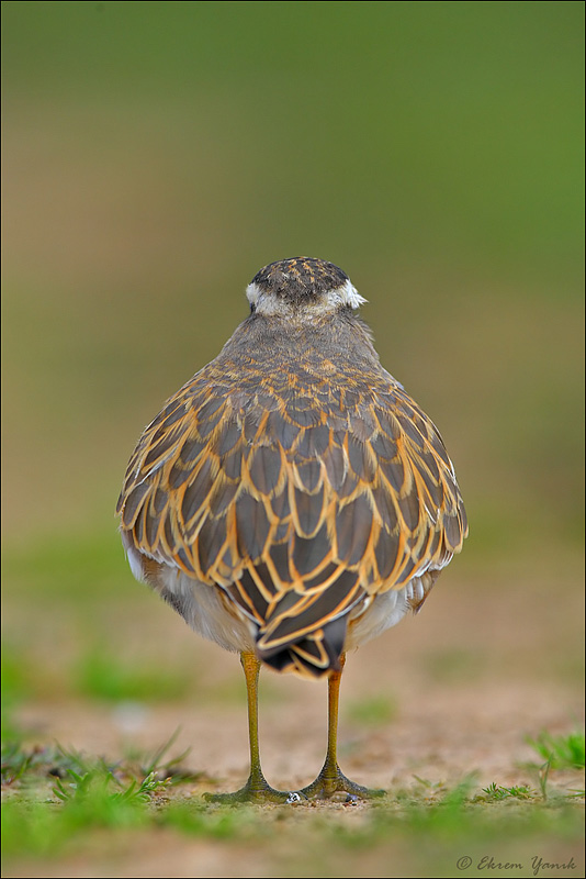 Eurasian Dotterel