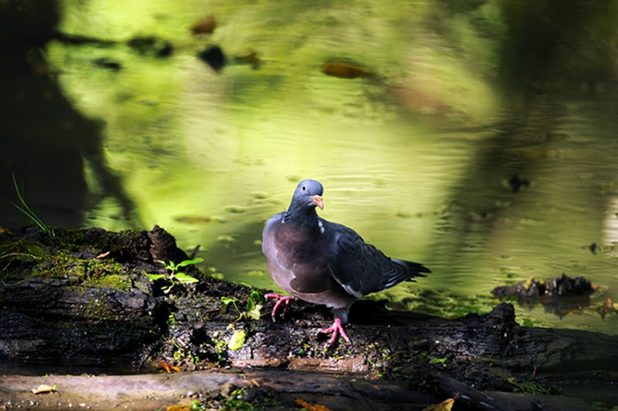 Common Wood Pigeon