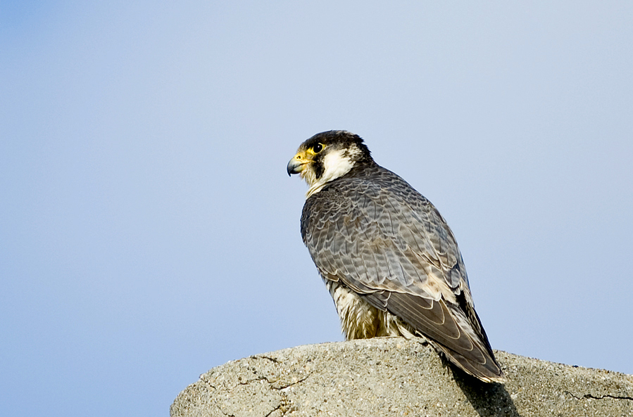 Peregrine Falcon