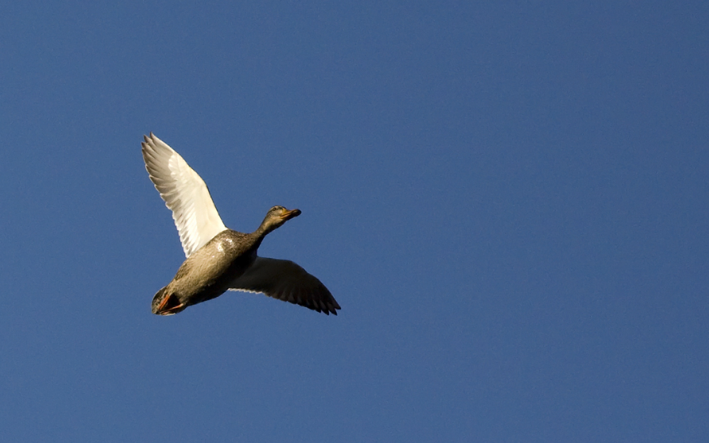 Mallard