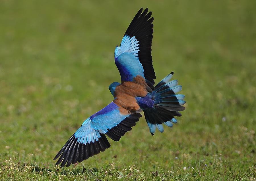 European Roller