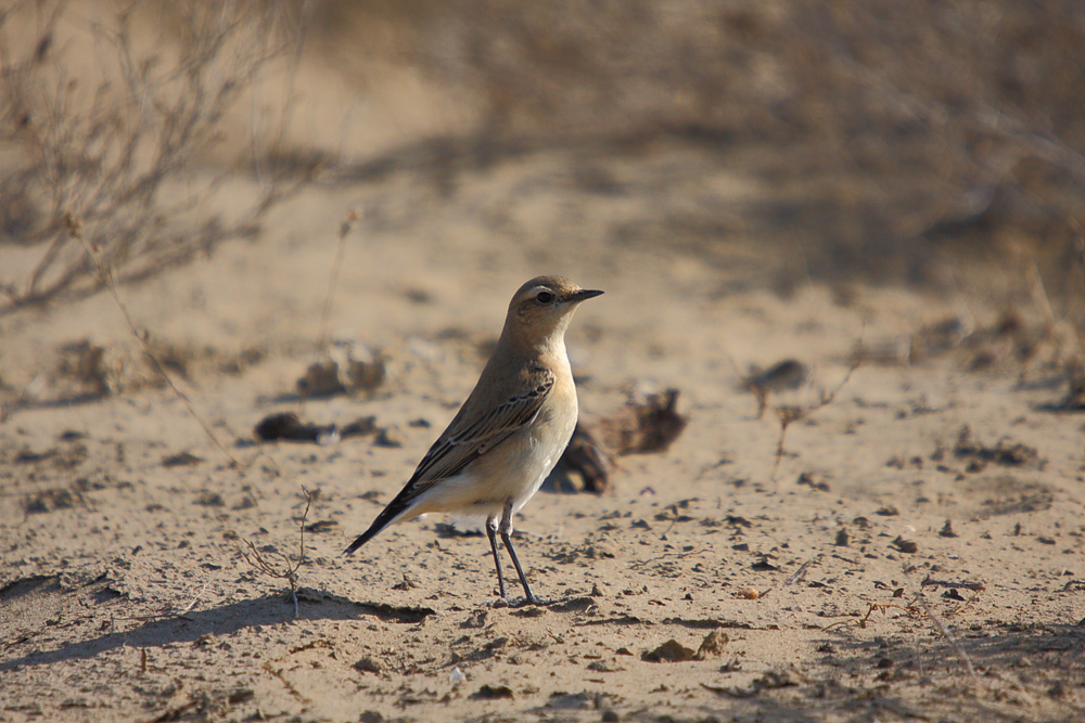 Northern Wheatear