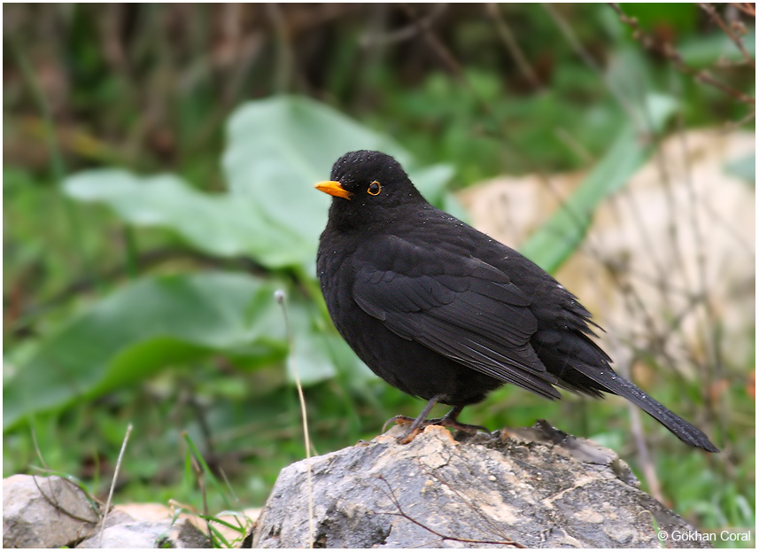 Common Blackbird