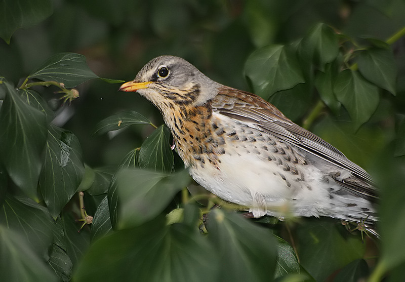 Fieldfare