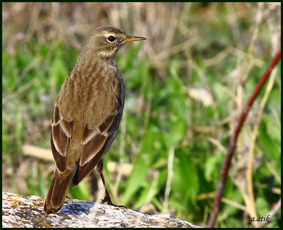 Water Pipit