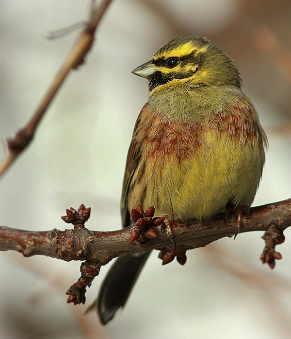 Cirl Bunting