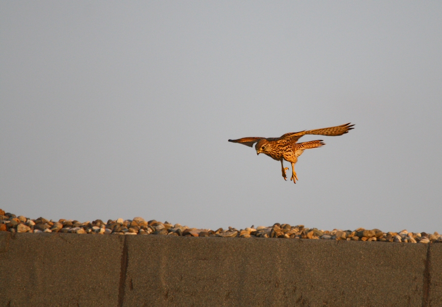 Common Kestrel