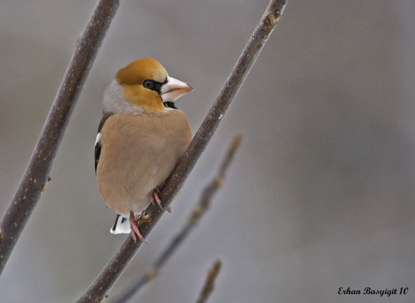 Hawfinch