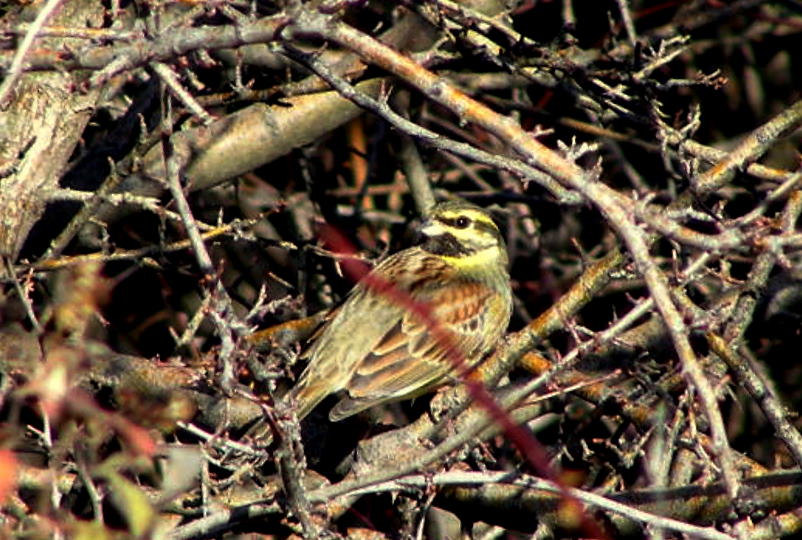 Cirl Bunting