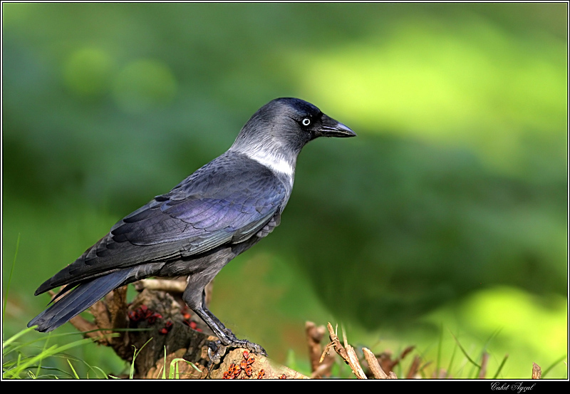 Western Jackdaw