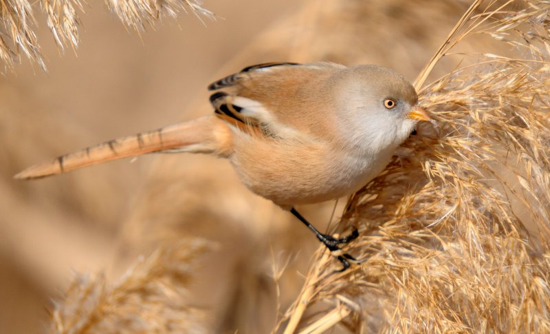 Bearded Reedling
