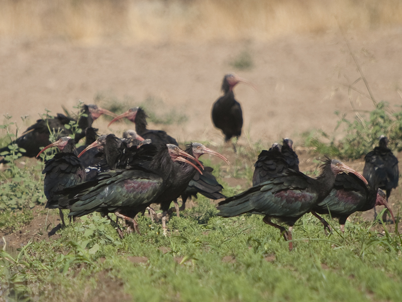 Northern Bald Ibis