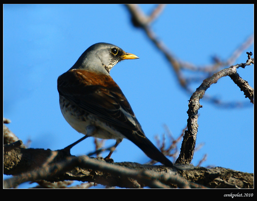Fieldfare
