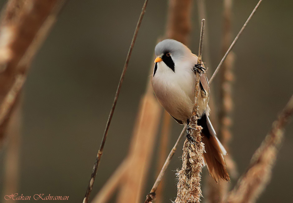 Bearded Reedling