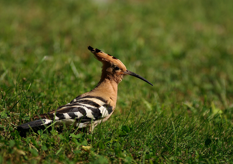 Common Hoopoe
