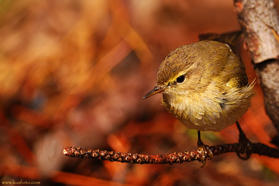 Common Chiffchaff