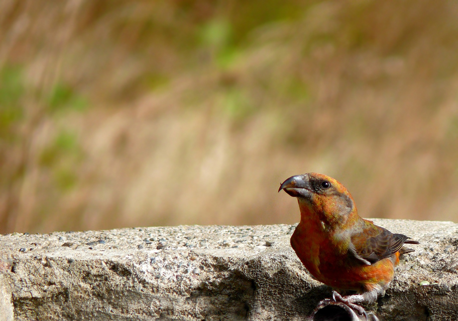 Red Crossbill